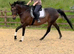 15.3 mare