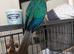 Voilet conure hand tamed