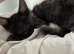Stunning tica registered mainecoons