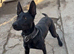 Mali x Doberman female