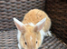Lionhead babies