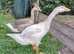 2 Chinese X Embden goslings