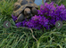 Male spur thigh tortoise