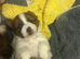 Jack Russell x