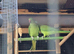 DNA & proven pair ringneck