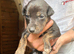 Lurcher puppies