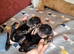 Miniature longhaired Dachshund puppies