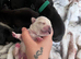 Frenchbulldog pups