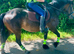 15hh Welsh Type 6 Year Old  Mare