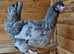 Point of Lay Hens - lots to choose from - hybrid layers including coloured eggs