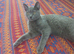 Bibo ready for new home