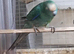 rare kakariki halfsider finger tame