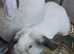 Beautiful Sallendar Doe Mini Lop Looking For a Loving Home