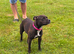 Staffordshire Bull Terrier