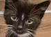 Beautiful kitten