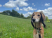 7 year old saluki