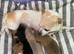 Chihuahua puppies 1 girl