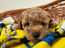 Beautiful asian maltipoo puppys