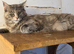 3 x 2year old female maine coon cats