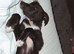 lovely greyhound/border collie