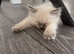 Ragdoll kittens for sale