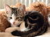 4 beautiful kittens ready now, £75 each