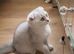 Scottish fold kitten