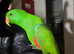 Super tame Eclectus Glasgow