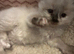Stunning ragdoll ready now