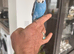 Blue Budgeese for sale
