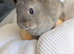 Netherland dwarf bunny