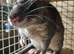 Pair of Gambian pouched rats