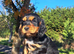 Show type working cocker spaniel puppies 1 boy left