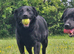 2 Year Old KC Registered Female Lab