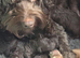 Gorgeous miniature labradoodle puppies
