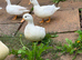 Call Ducks