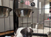 Beautiful Smooth Coat Chihuahua Puppies Ready for Loving Homes