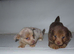 Jack Russells