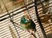 Kakariki babies ready for new homes Now