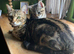 Beautiful kittens