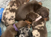 Miniature dachshund