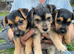 Beautiful 3/4 jack russell puppies