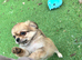 Kc long coat chihuahuas