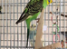 Baby budgies