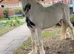 Cob x clydesdale