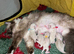 RAGDOLLS READY NOW.