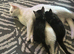 Cute n cuddly kittens for sale