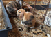 Mini Lop for sale