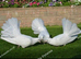 PURE WHITE FANTAIL PIGEONS/DOVES