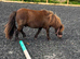 Stunning registered shetland gelding